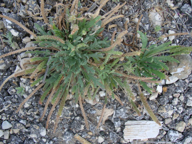 Plantago coronopus L.